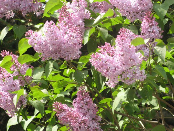 Белая сирень черемуха