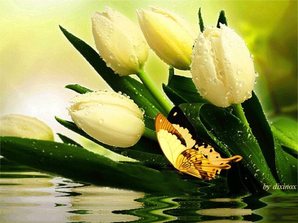 Открытка цветы