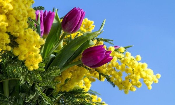 Весенние цветы желтые Мимоза