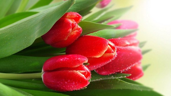 Мимоза тюльпаны подснежники