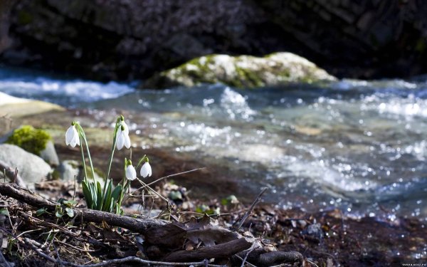 Ручейки весной