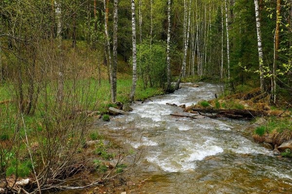 Ручейки весной