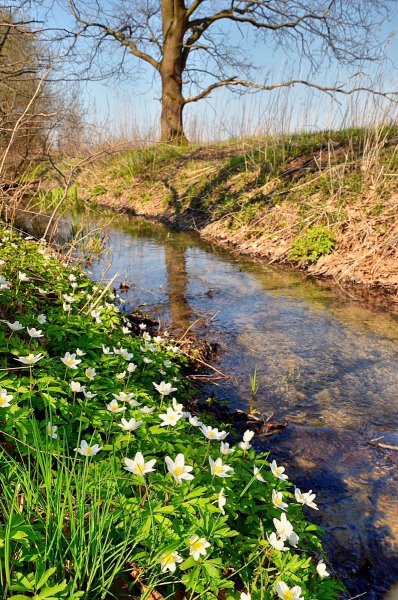 Лес ранней весной