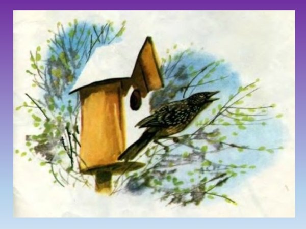 Скорец, суворовушка, скворечник