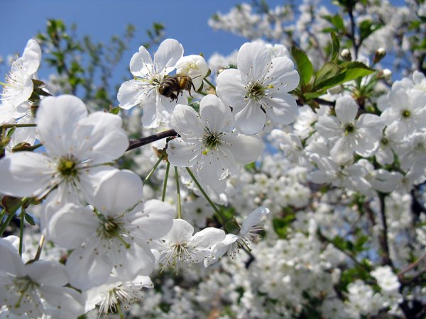 Цветущий май