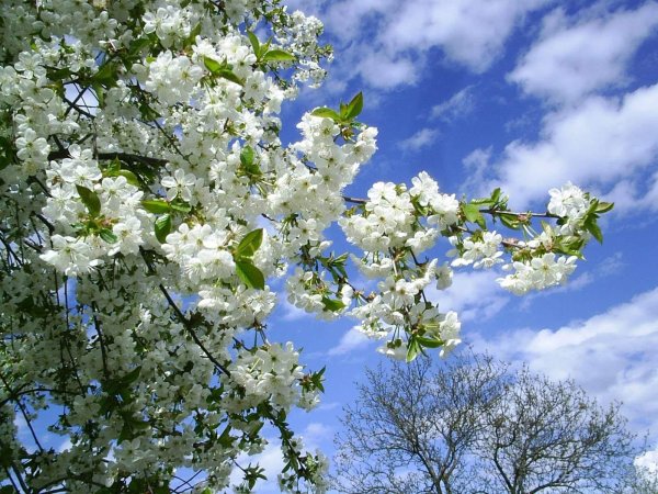 Природа в мае