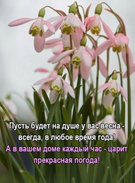 Первоцвет весенний Галантус