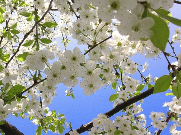 Месяц май природа