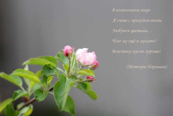 Весна цитаты красивые