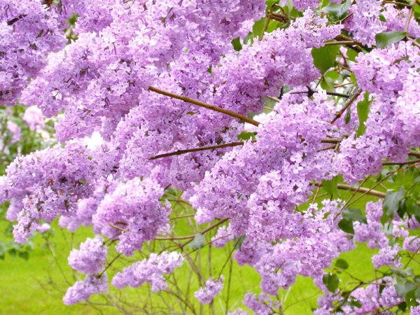 Весна природа сирень