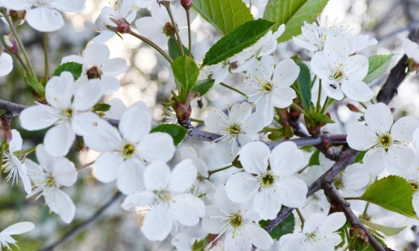 Яблоня узколистная