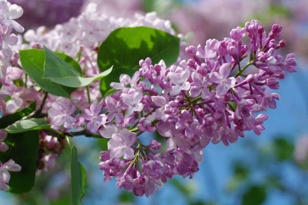 Сирень Катюша