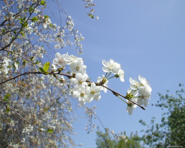 Май природа