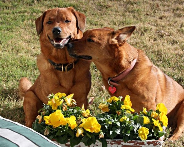 Весна пора любви фото