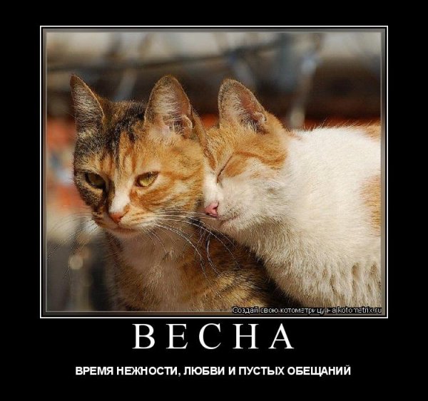 Приколы про мартовских котов
