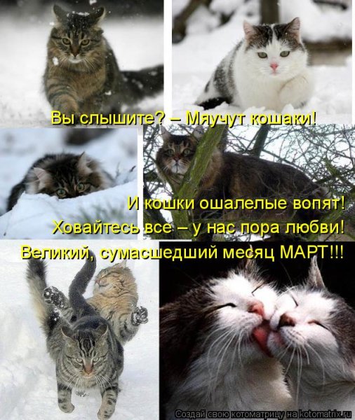 Весенние коты с надписями