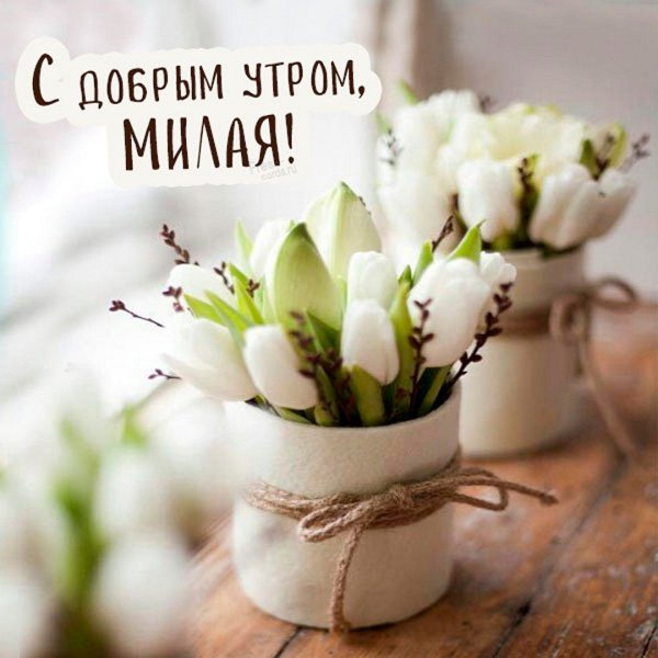 Доброе утро полевые цветы с надписями