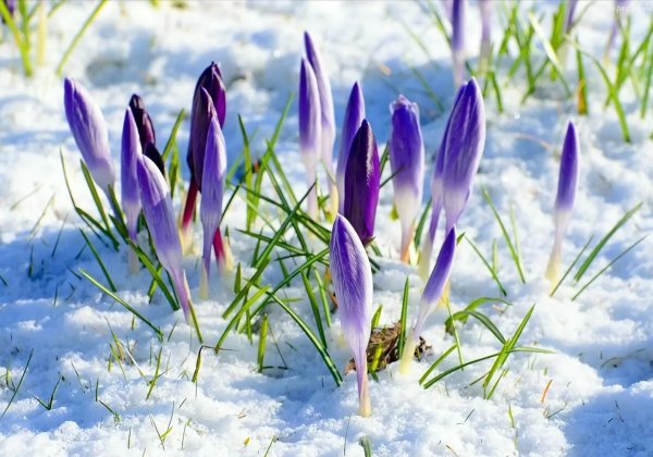 Ранняя Весна в Сибири