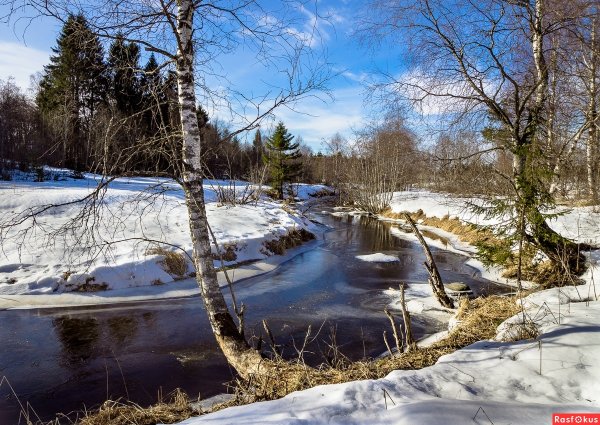 Арнотт "Подснежник"