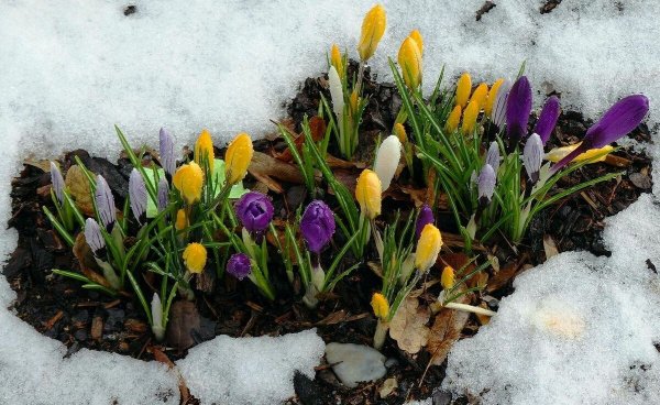 Весна пришла