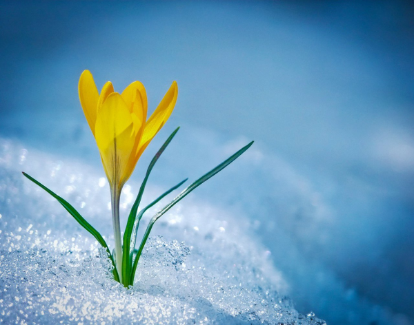 Желтые крокусы в снегу