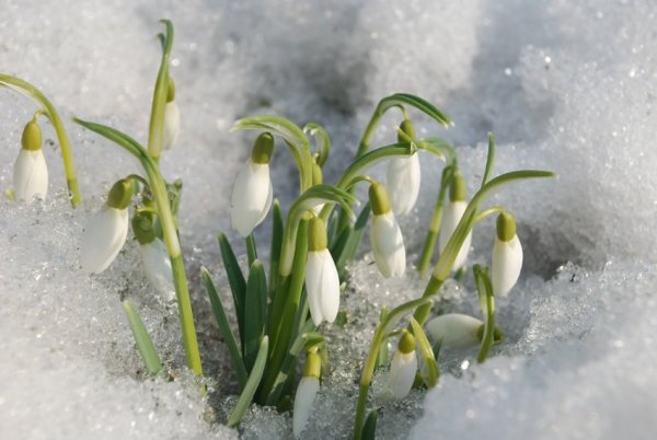 Наступила Весна