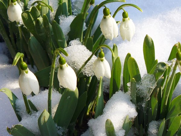 Весна подснежники крокусы