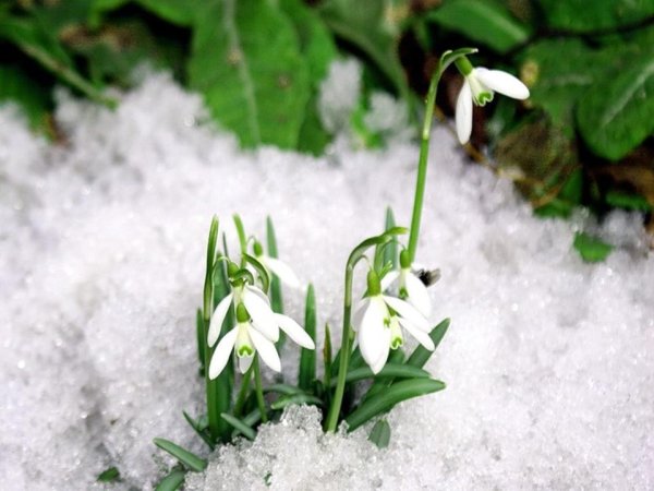 Весна пришла