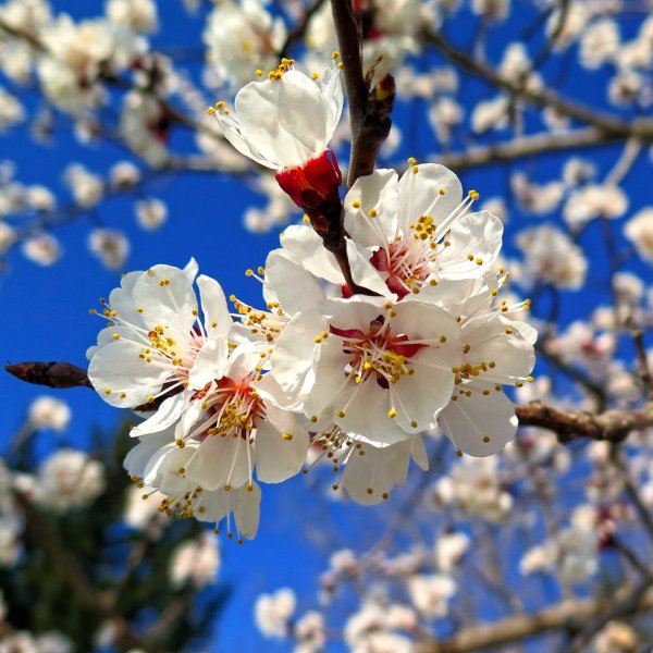 Пролеска Крокус Галантус