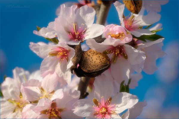 Весна первоцветы