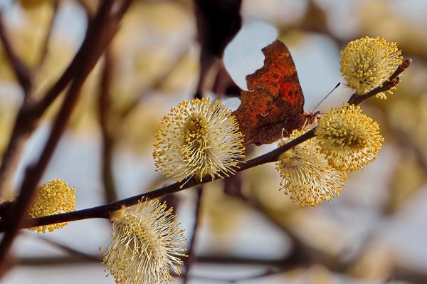 «Ранняя Весна в Абрамцево» Левитан