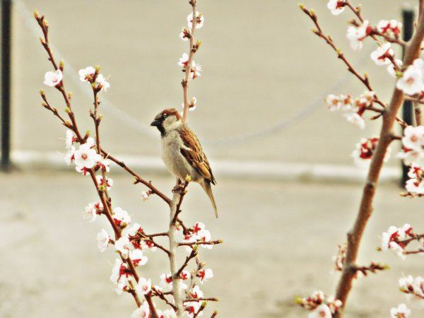 Весна Весна пришла