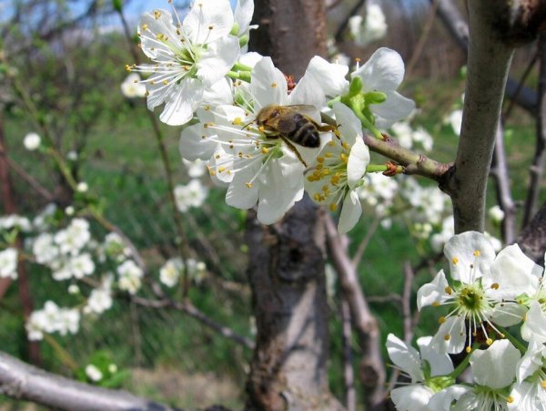 Весна пришла