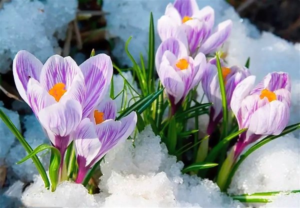 Первоцветы Сочи подснежники