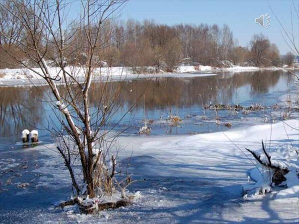 Весенние коты