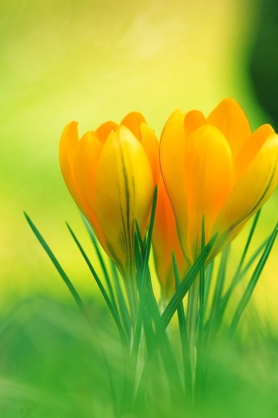 Пожелания с добрым утром маме