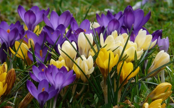 Луковицы крокусов