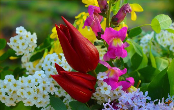 Первоцвет сиреневый Крокус