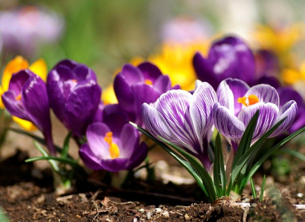 Крокус весенний белый