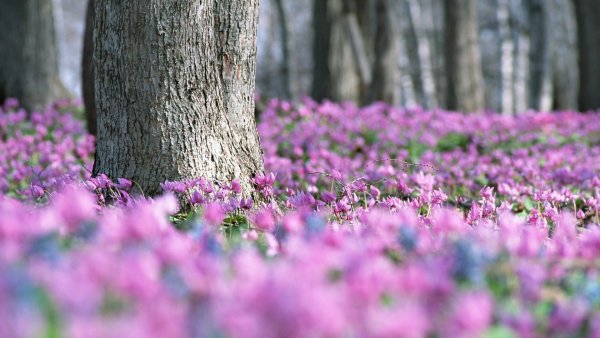 Весенние цветы крокусы