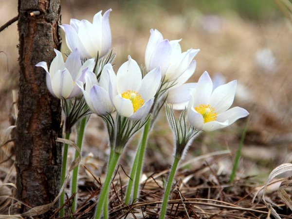 Первоцветы крокусы