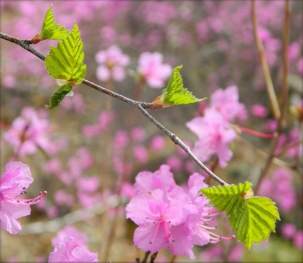 Природа Забайкалья весной