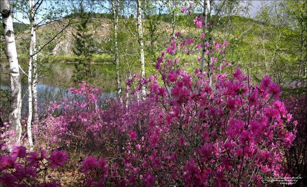 Александр Леснянский фотоальбом Забайкальский край