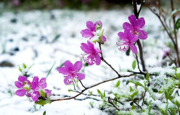 Рододендрон Даурский зимой