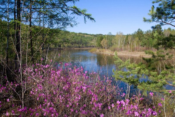 Багульник в Забайкалье