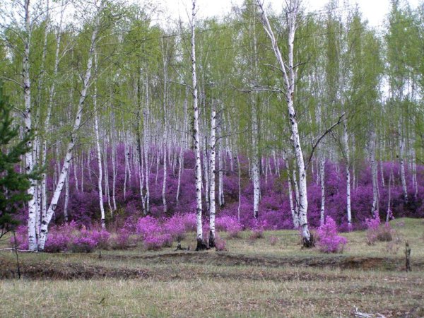 Макавеевка Забайкалье