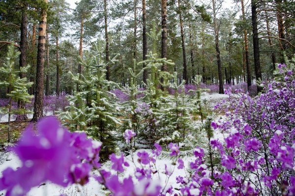 Рододендрон Даурский Забайкалье