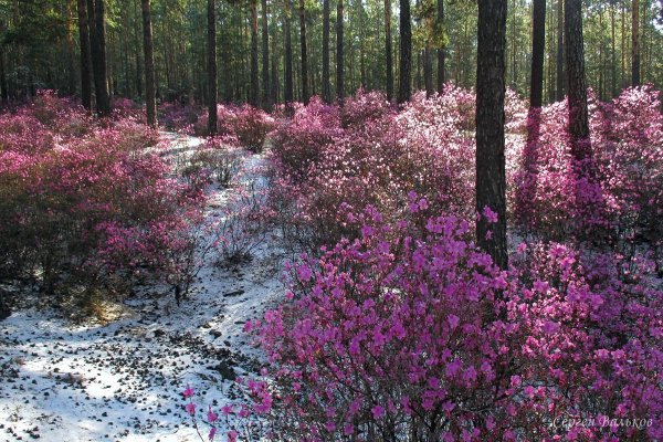 Рододендрон Даурский багульник