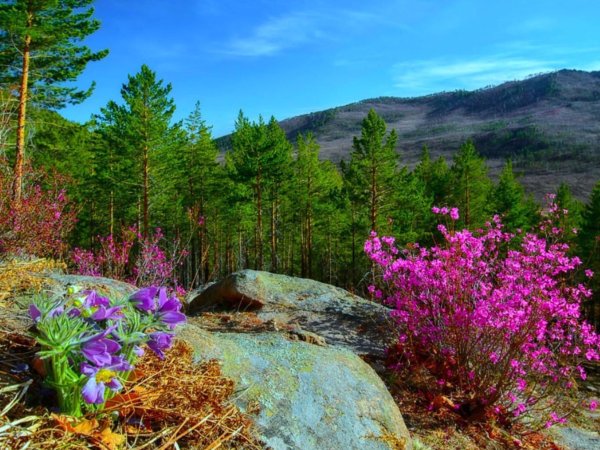 Природа Забайкалья багульник