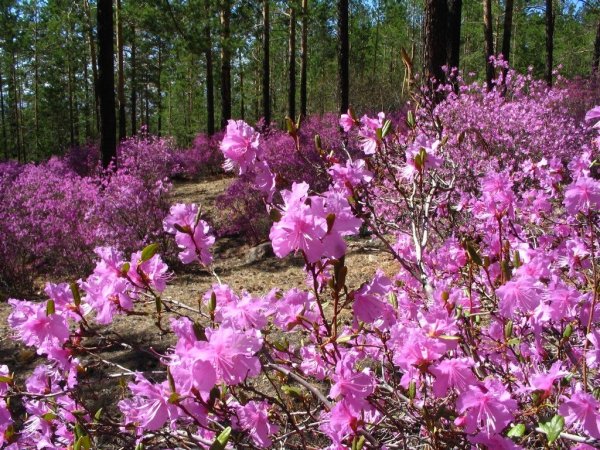 Рододендрон Даурский багульник